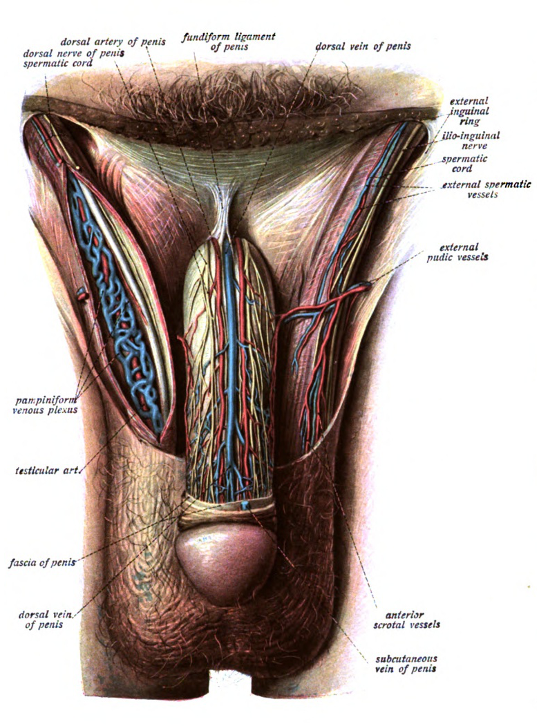 El sistema reproductor masculino