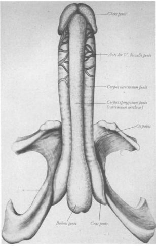 Abb.1.1 Schwellkorper des Penis in erigiertem Zustand (aus [1]) 